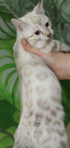 Seal Lynx spotted Bengal Kitten for sale in Texas