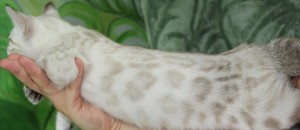 Seal Lynx spotted Bengal Kitten for sale in Texas