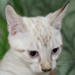 Seal Lynx spotted Bengal Kitten for sale in Texas