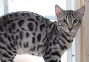 Silver Spotted Bengal Kitten for sale in Texas