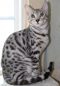 Silver Spotted Bengal Kitten for sale in Texas