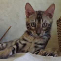 www.amazonbengals.com Brown Spotted Bengal Kitten Bengal Cat Kitten Breeder in Texas