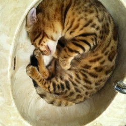 www.amazonbengals.com Brown Spotted Bengal Kitten Bengal Cat Kitten Breeder in Texas