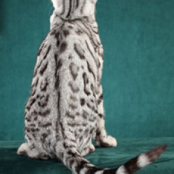 Silver Spotted Bengal