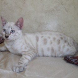 www.amazonbengals.com Silver Lynx Spotted Bengal Kitten Bengal Cat Kitten Breeder in Texas