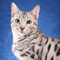 Silver Spotted Bengal