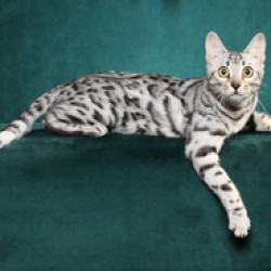 Silver Spotted Bengal