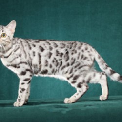 Silver Spotted Bengal