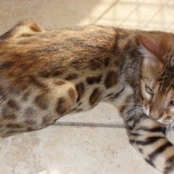 www.amazonbengals.com Brown Spotted Bengal Kitten Bengal Cat Kitten Breeder in Texas