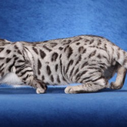 Silver Spotted Bengal