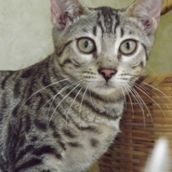 www.amazonbengals.com Silver Spotted Bengal Kitten Bengal Cat Kitten Breeder in Texas