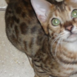 www.amazonbengals.com Brown Spotted Bengal Kitten Bengal Cat Kitten Breeder in Texas