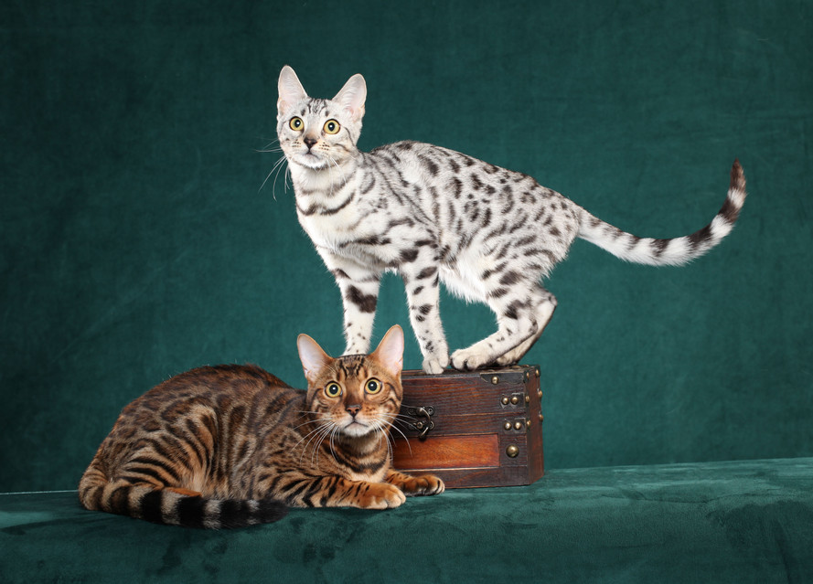 Kittens and Cats For Sale - Reputable Breeders & Catteries Near