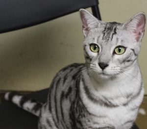 Silver Black Spotted Bengal kitten, Bengal cat