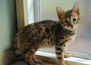 Brown Spotted Male Bengal Kitten www.AmazonBengals.com Seal Lynx Spotted Femal Bengal Kitten www.AmazonBengals.com