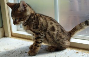 Brown Spotted Male Bengal Kitten www.AmazonBengals.com Seal Lynx Spotted Femal Bengal Kitten www.AmazonBengals.com