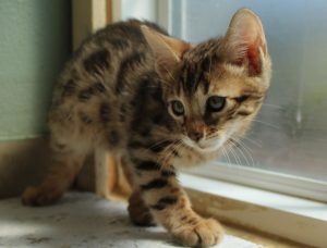 Brown Spotted Male Bengal Kitten www.AmazonBengals.com Seal Lynx Spotted Femal Bengal Kitten www.AmazonBengals.com