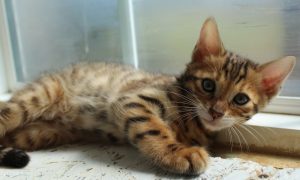 Brown Spotted Male Bengal Kitten www.AmazonBengals.com Seal Lynx Spotted Femal Bengal Kitten www.AmazonBengals.com