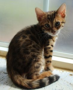 Brown Spotted Male Bengal Kitten www.AmazonBengals.com Seal Lynx Spotted Femal Bengal Kitten www.AmazonBengals.com