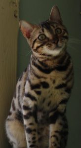 Amazon Bengals Brown Spotted Bengal Kitten 