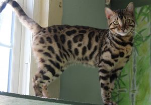 Amazon Bengals Brown Spotted Bengal Kitten 