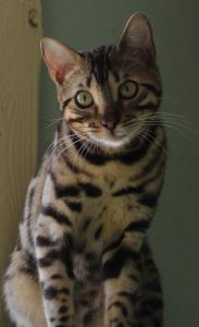 Amazon Bengals Brown Spotted Bengal Kitten 