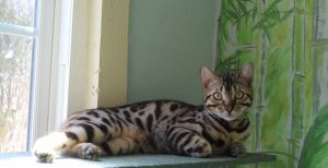 Amazon Bengals Brown Spotted Bengal Kitten 