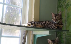 Amazon Bengals Brown Spotted Bengal Kitten 