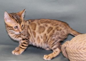 www.amazonbengals.com Female Brown Spotted Bengal Kitten