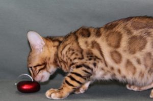 www.amazonbengals.com Female Brown Spotted Bengal Kitten