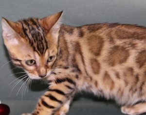 www.amazonbengals.com Female Brown Spotted Bengal Kitten