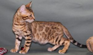 www.amazonbengals.com Female Brown Spotted Bengal Kitten