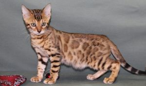 www.amazonbengals.com Female Brown Spotted Bengal Kitten