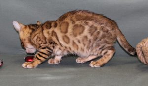 www.amazonbengals.com Female Brown Spotted Bengal Kitten