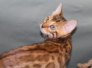 www.amazonbengals.com Female Brown Spotted Bengal Kitten