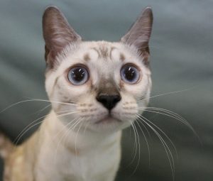 www.amazonbengals.com Female Seal Lynxy Point Spotted Bengal Kitten