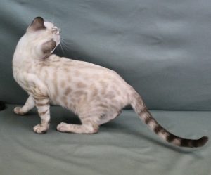 www.amazonbengals.com Female Seal Lynxy Point Spotted Bengal Kitten