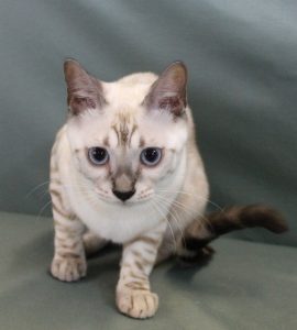 www.amazonbengals.com Female Seal Lynxy Point Spotted Bengal Kitten