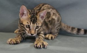 www.amazonbengals.com Male Brown Spotted Bengal Kitten