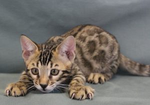 www.amazonbengals.com Male Brown Spotted Bengal Kitten