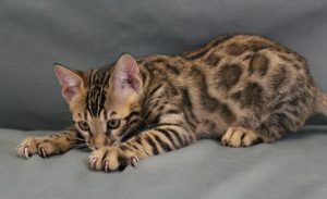 www.amazonbengals.com Male Brown Spotted Bengal Kitten