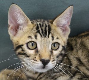 www.amazonbengals.com Male Brown Spotted Bengal Kitten