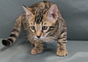 www.amazonbengals.com Male Brown Spotted Bengal Kitten