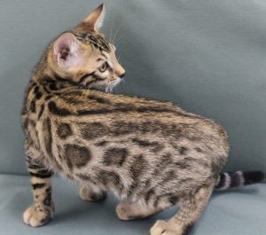 www.amazonbengals.com Male Brown Spotted Bengal Kitten