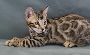 www.amazonbengals.com Male Brown Spotted Bengal Kitten