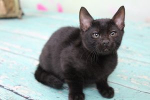 Melanistic Black Spotted Female Bengal Kitten