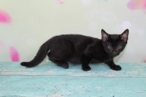 Melanistic Black Spotted Female Bengal Kitten