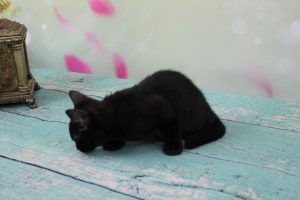 Melanistic Black Spotted Female Bengal Kitten