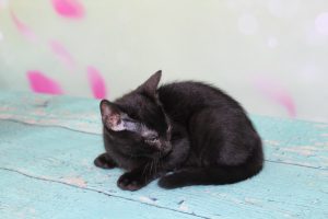 Melanistic Black Spotted Female Bengal Kitten