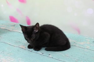 Melanistic Black Spotted Female Bengal Kitten